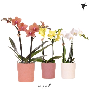 Kolibri Orchids Phalaenopsis mix 2 spike in Rustic pot terra mix