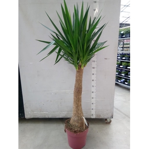 Yucca elephantipes ...