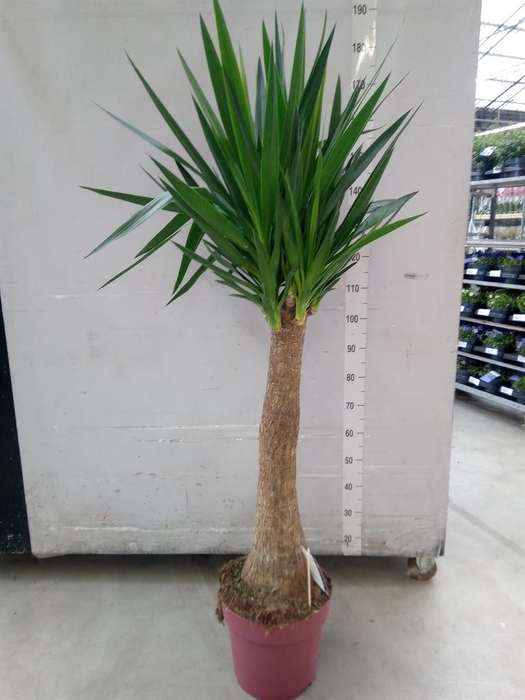 <h4>Yucca elephantipes   ...</h4>