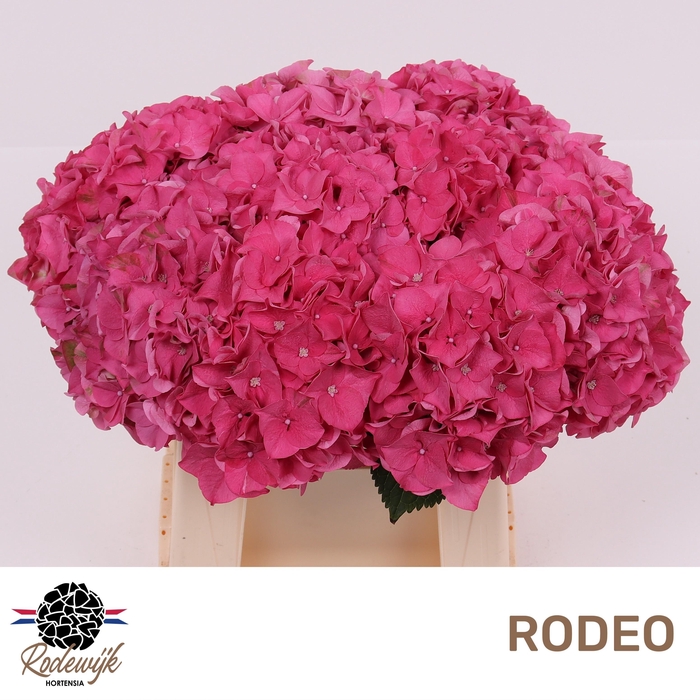 <h4>HYDR M CH RODEO RD</h4>