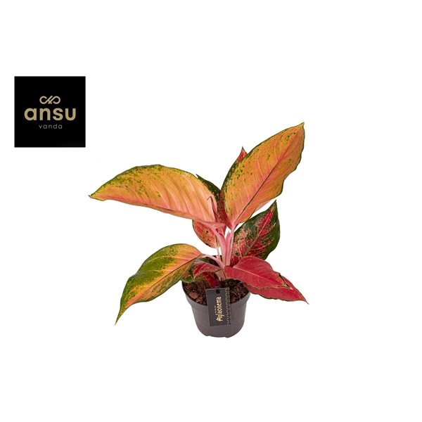 <h4>Aglaonema Chili Red</h4>