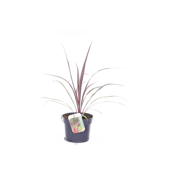 <h4>Cordyline australis Can Can</h4>