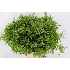 PISTA OV BLAD