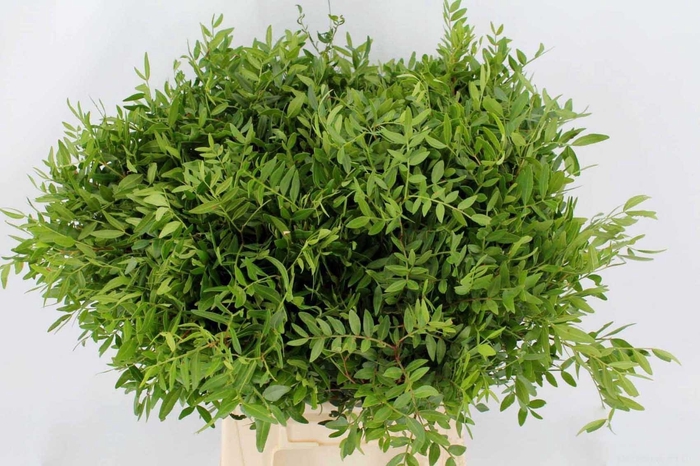 <h4>PISTA OV BLAD</h4>