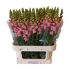Antirrhinum Po Pink