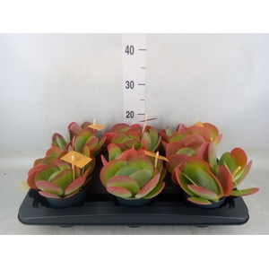Kalanchoe NF thyrsiflora