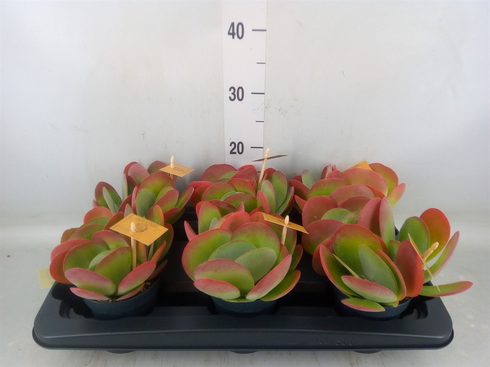 <h4>Kalanchoe NF thyrsiflora</h4>