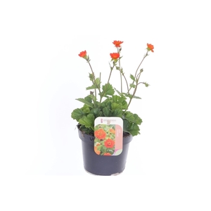 Geum coccineum Tosai