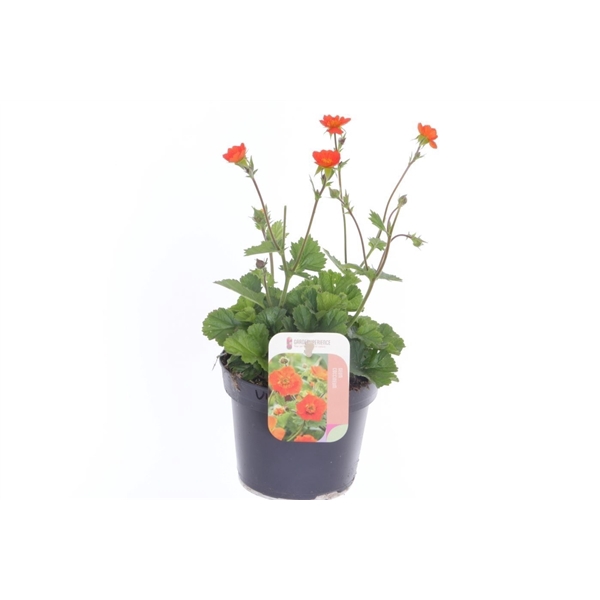 <h4>Geum coccineum Tosai</h4>
