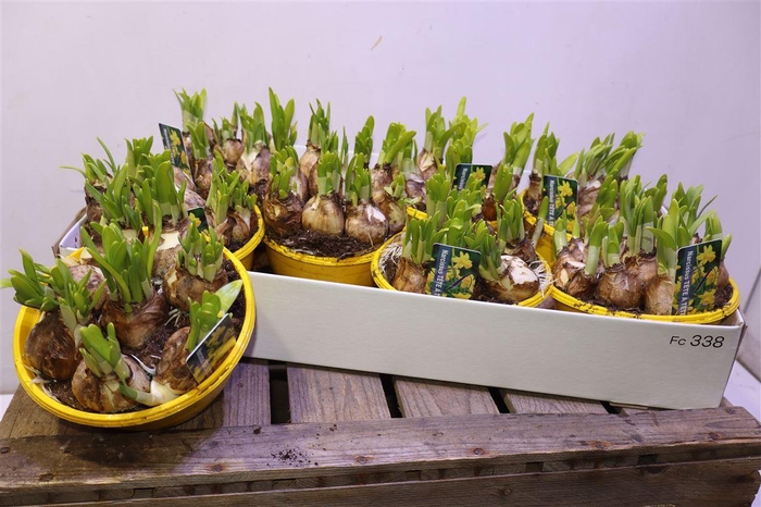 <h4>Narc O Tete A Tete</h4>