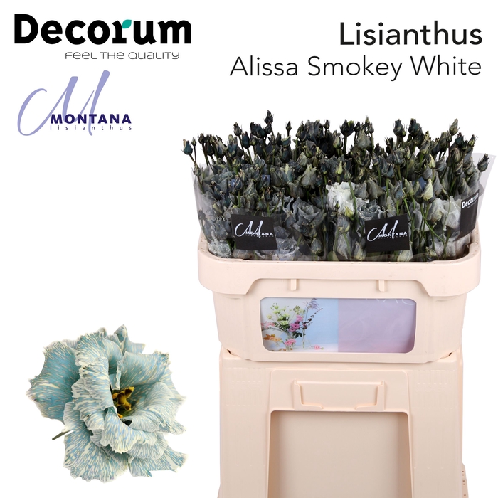 <h4>Lisianthus Dye Alissa smokey white</h4>