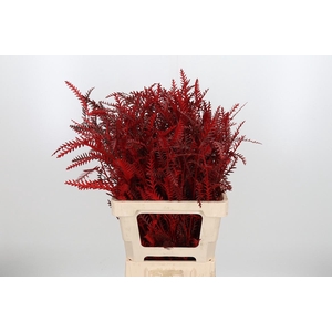 Grevilea Ivanhoe Kl Bh Rood