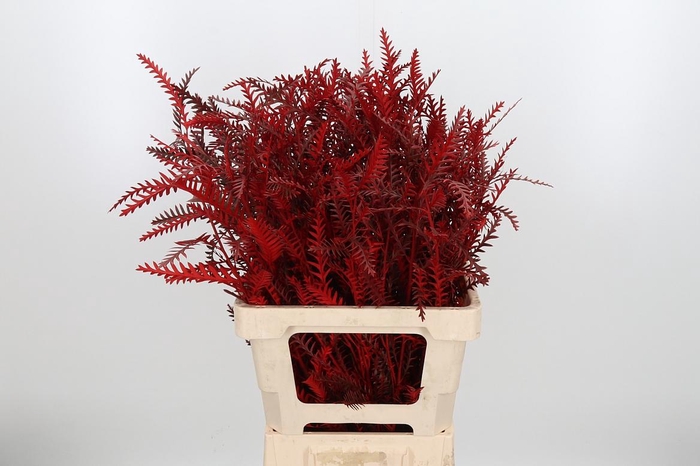 <h4>Grevilea Ivanhoe Kl Bh Rood</h4>