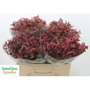 Limonium Sinense Scarlet Diamond