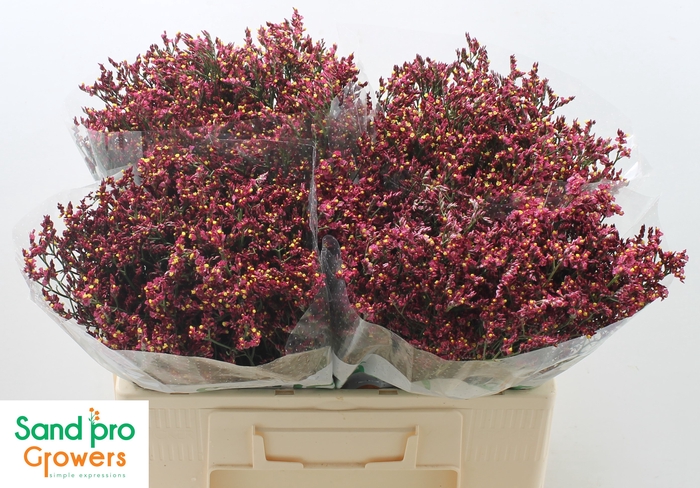 <h4>Limonium Sinense Scarlet Diamond</h4>