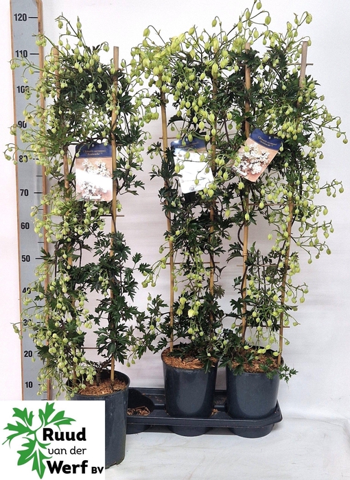 <h4>CLEM AVALANCHE</h4>