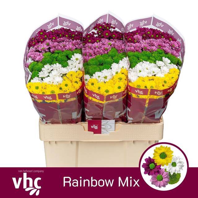 <h4>Chrys sa mix pompon</h4>