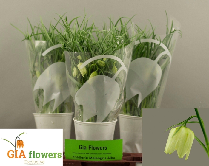 <h4>FRIT MELEAGRIS ALBA</h4>