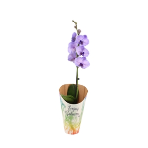 Enjoy Potcover Phal I Am Purple Heart 1T9+ ( 24 uur levertijd)