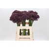 Allium Miami