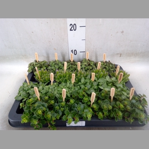 Planten  ..mix