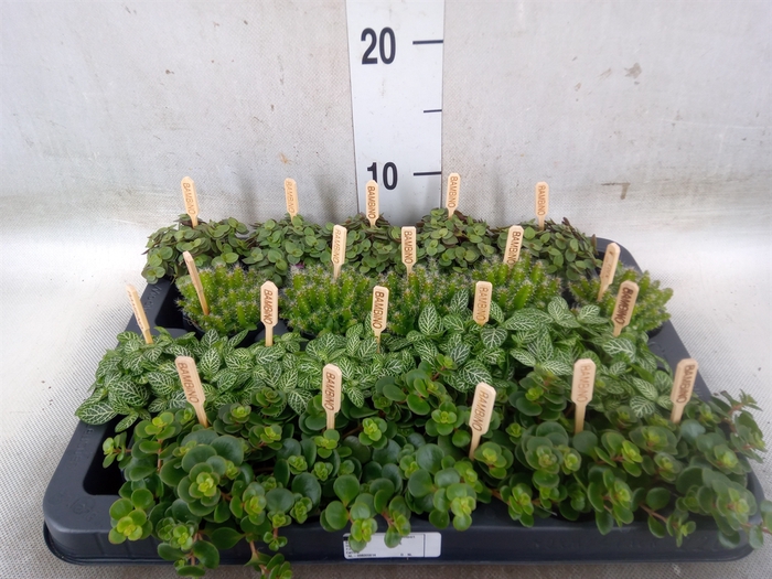 <h4>Planten  ..mix</h4>