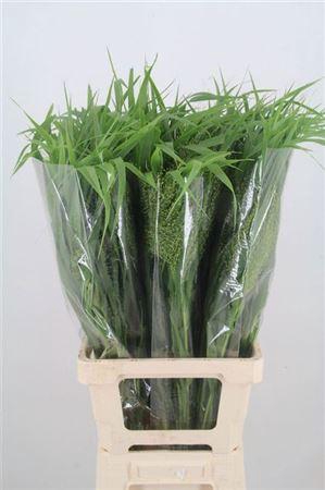 <h4>Panicum Fountain</h4>