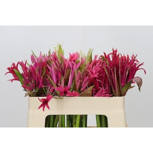 Nerine Mix