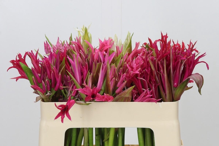 <h4>Nerine Mix</h4>