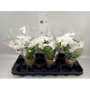 Phalaenopsis multi.   ...white