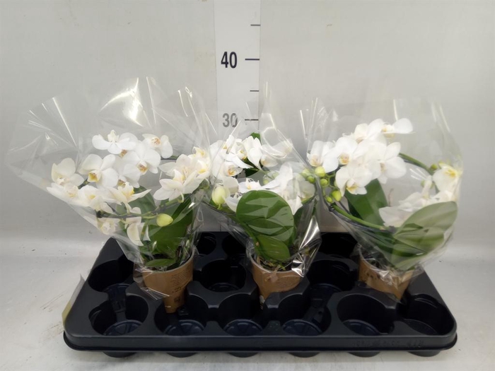 <h4>Phalaenopsis multi. ...white</h4>
