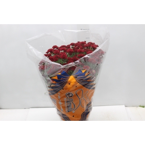 CRISANTEMO BOLA BELGA JASODA P20 VERMELHO
