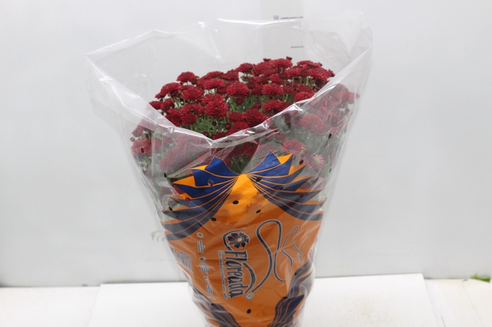 <h4>CRISANTEMO BOLA BELGA JASODA P20 VERMELHO</h4>