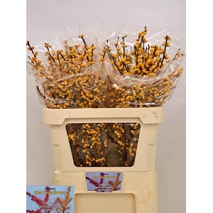 ILEX VE GOLD VERBOOM