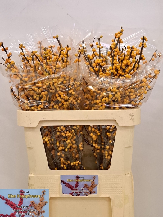 <h4>ILEX VE GOLD VERBOOM</h4>