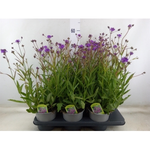 Verbena rigida