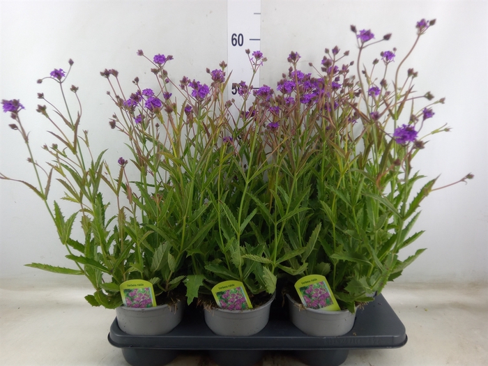 <h4>Verbena rigida</h4>