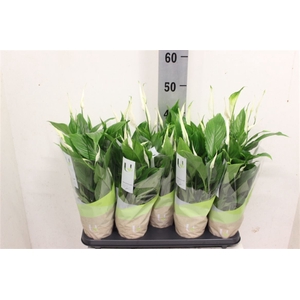 Spathiphyllum 'Bellini'