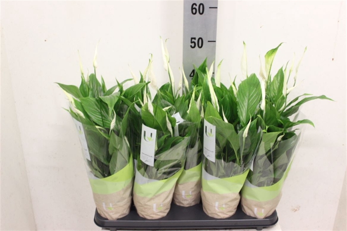 <h4>Spathiphyllum 'Bellini'</h4>