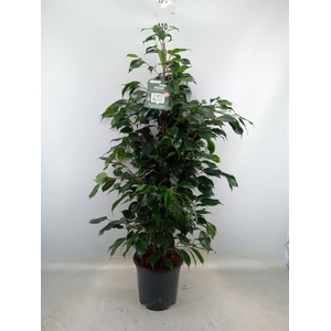 Ficus benja. 'Danielle'