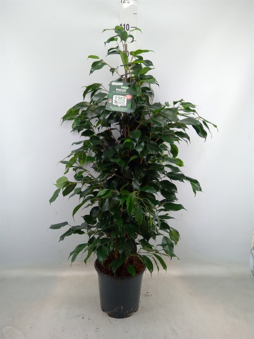 <h4>Ficus benja. 'Danielle'</h4>