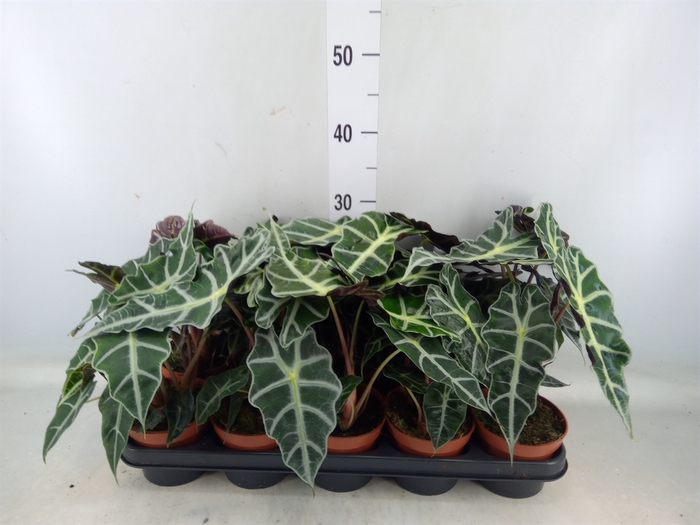 <h4>Alocasia amazonica 'Polly'</h4>