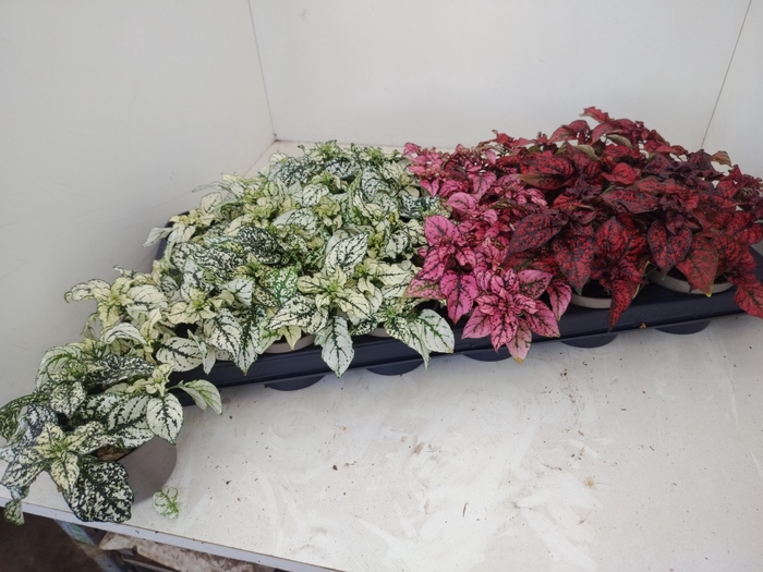 <h4>HYPOEST GEM</h4>