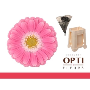 Germini Philou Water