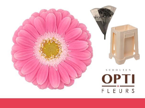 <h4>Germini Philou Water</h4>