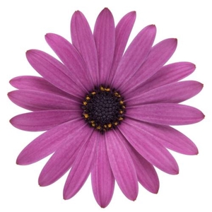 OSTEOSPERMUM ECKLONIS p11 pink