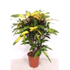 Codiaeum Codiaeum variegatum kleinb