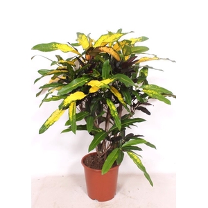 Codiaeum Codiaeum variegatum kleinb