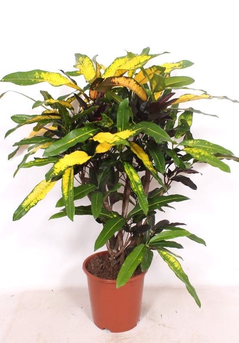 <h4>Codiaeum Codiaeum variegatum kleinb</h4>
