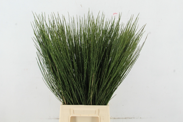 <h4>CYTISUS BOSKOOP RUBY</h4>